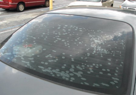Avoid Bubbly Tint